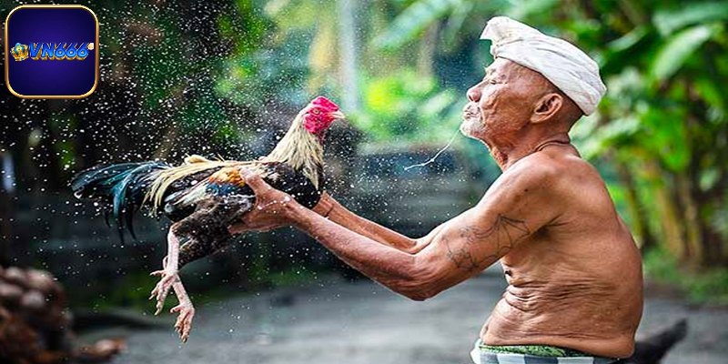 Bí quyết kiểm tra thể trạng gà sau trận