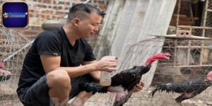 Chăm Sóc Gà Sau Trận Đấu Giúp Kê Chiến Khoẻ Mạnh Hơn