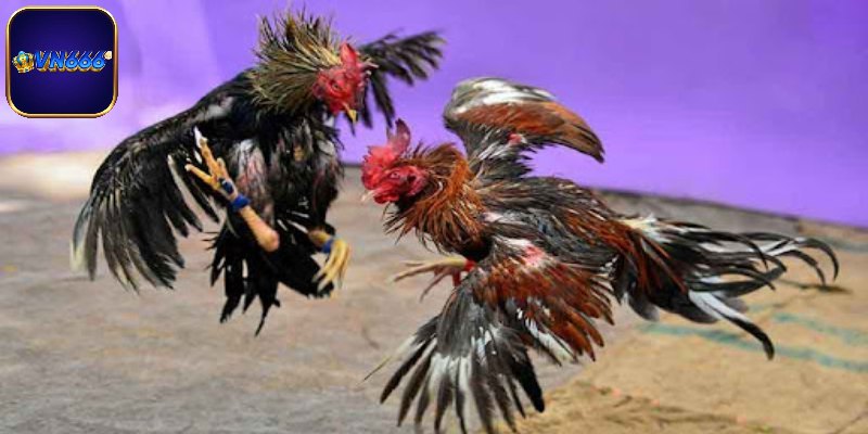 Hội viên bình tĩnh khi cá cược đá gà