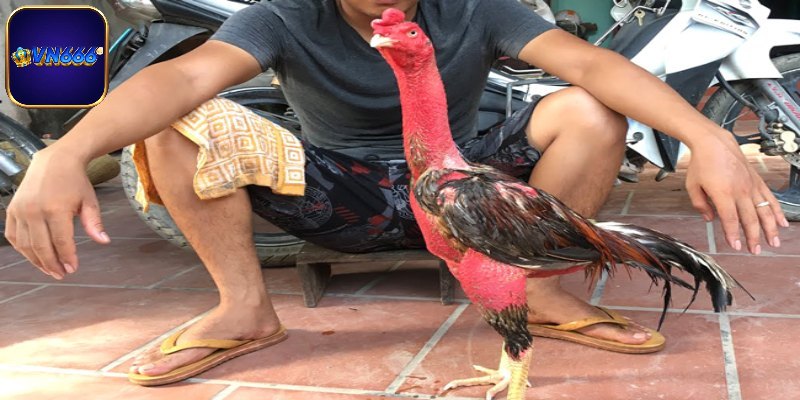 Hướng dẫn chăm sóc gà sau trận đấu hiệu quả