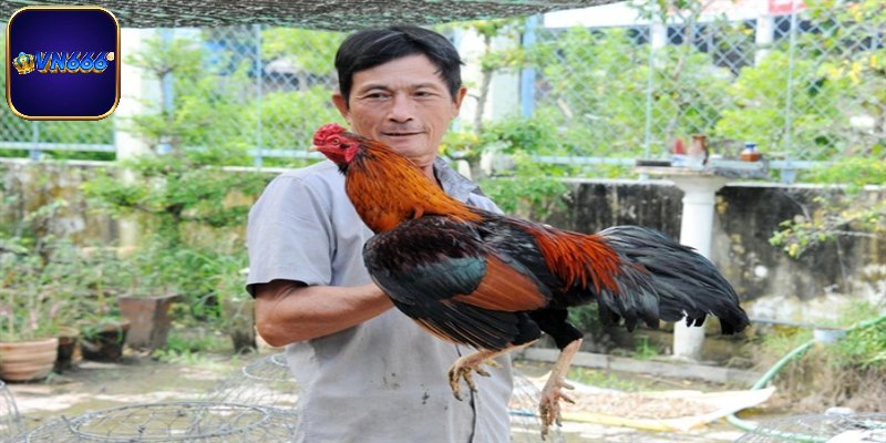 Lợi ích của việc hồi phục gà sau trận