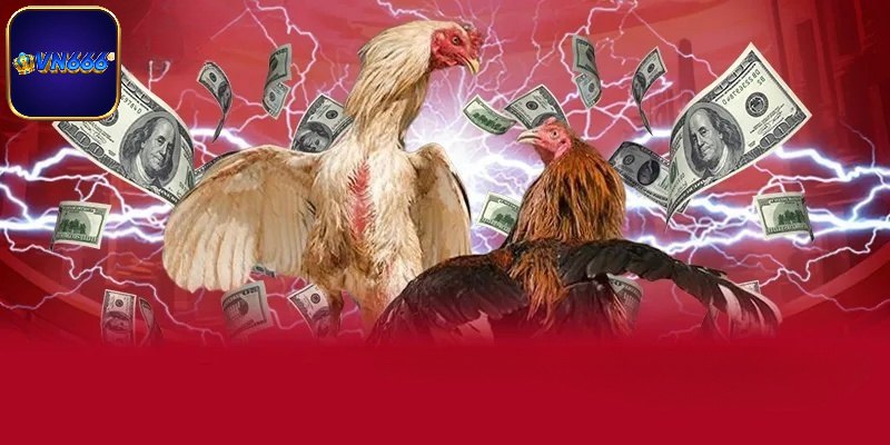 Một số ưu điểm nổi bật mà chọi gà sở hữu